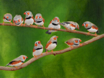 A Charm of Zebra Finches