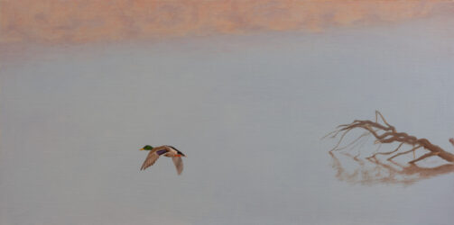 Baskett Slough Mallard