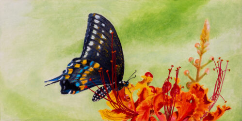 Knollwood Butterfly