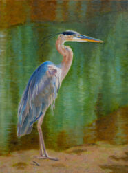 Reedsport Great Blue Heron