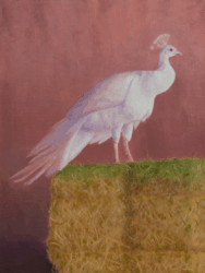 San Marcos Peacock