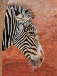 St. Louis Zebra