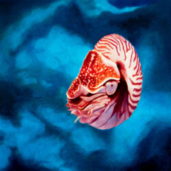 Steinhart Aquarium Chambered Nautilus