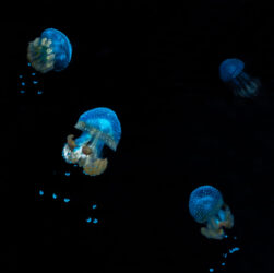 Steinhart Aquarium Four White Spotted Jellyfish
