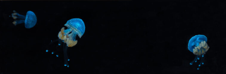 Steinhart Aquarium Three White Spotted Jellyfish