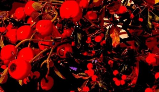 Berry Berry Red - Lori Lazar - Portland, Oregon