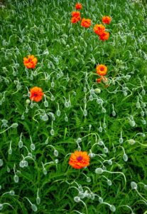 I Just Don't Know What These Are. - Joel Zak - Salem, Oregon