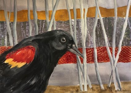 Red Winged Black Bird by the Woods16 - Becki Hesedahl - Salem, Oregon
