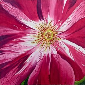 Rosa-Fourth of July No. 1 - Diane Trevett - Salem, Oregon