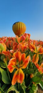 Tulips - Anna Davis - Salem