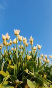 Tulips II - Anna Davis - Salem