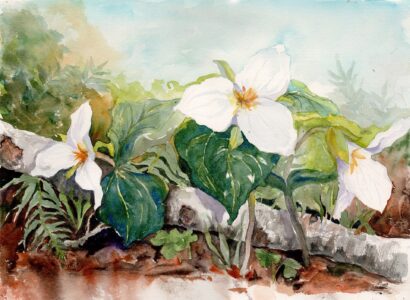 Trilliums in Spring Woods - Becki Hesedahl - Salem