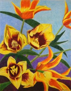 Tulip Frenzy - Cathy Sparks - Salem