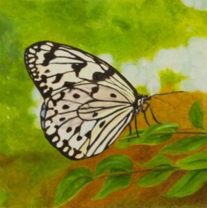 Black and White Butterfly on Green Leaves (Paper Kite) - Jim Richards - Salem