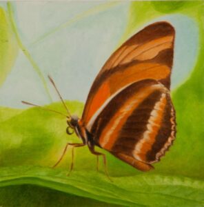 Orange and Brown Butterfly (Banded Orange on Leaf) - Jim Richards - Salem