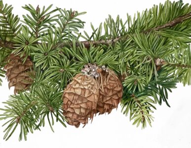 Douglas-fir - Judith Baer - Salem • Best Botanical Composition