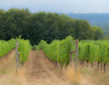 Richard Berry - Grape Plantation