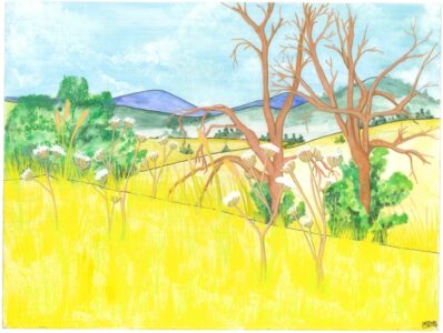 Amelia Kelly - Basket Slough