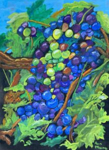 Ann Moore - Ripening Grapes