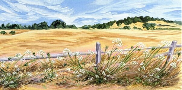 Diane Trevett - Baskett Slough Hills and Queen Ann's Lace