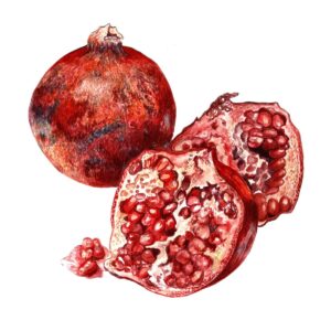 Judith Baer - Pomegranate