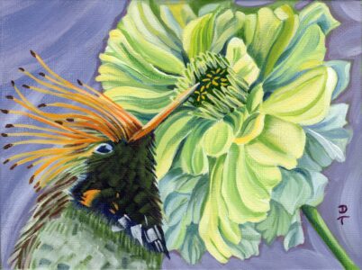 Diane Trevett - White Zinnia with Hummingbird - 5x7 - $150