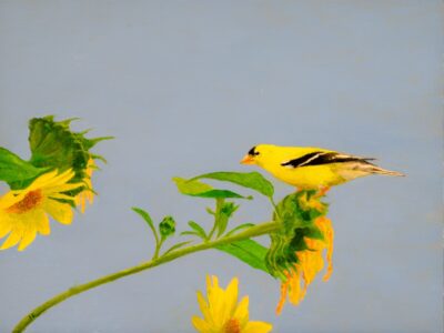 Jim Richards - American Goldfinch on Sunflower - 9x12 - $300