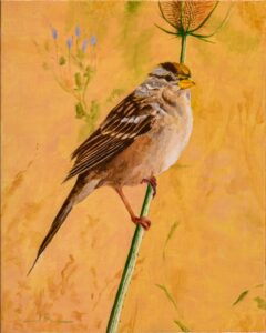 Jim Richards - Golden-crowned Sparrow on Thistle - 10x8 - $280