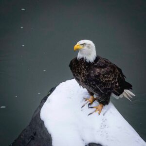 Thomas Pettengill - Bald Eagle Looking Up At Me - 12x12 - $75