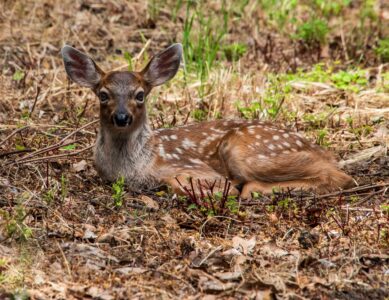 Thomas Pettengill - Resting Fawn - 11x14 - $60 - Best Creature in Natural Habitat