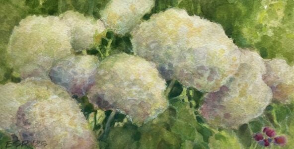 Elaine Rumford - In Full Bloom