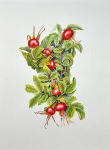 "Rugosa rosehips" by Dee Hendrix