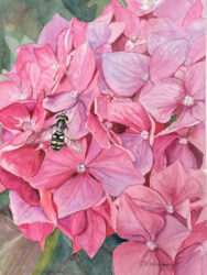 Hoverfly on Hydrangea by Sherree Rodriguez