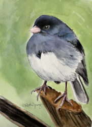 Oregon Junco by Sherree Rodriguez