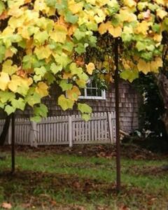 Cottage Grapes