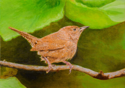 Jim Richards, 'Expectant Northern House Wren', Acrylic