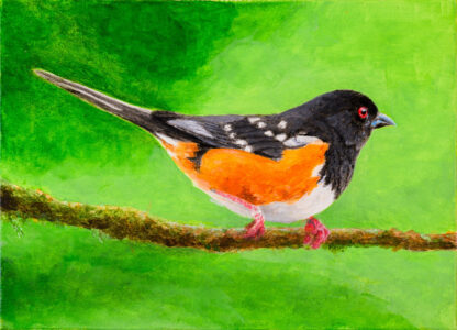 Jim Richards, 'Spotted Towhee Amid the Green ', Acrylic