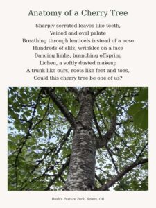 Rebecca Ambrose, 'Anatomy of a Cherry Tree', Poetry Free Verse