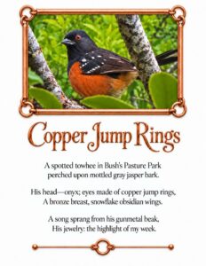 Rebecca Ambrose, 'Copper Jump Rings', Place based nature poetry